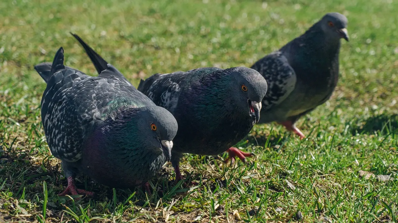 Addio piccioni in giardino: il trucco a colori che li tiene lontani senza sforzi Addio piccioni in giardino: il trucco a colori che li tiene lontani senza sforzi