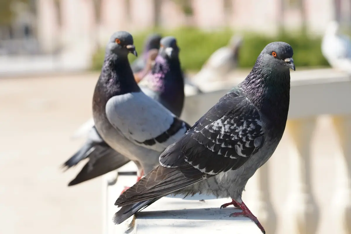 Addio piccioni in giardino: il trucco a colori che li tiene lontani senza sforzi Addio piccioni in giardino: il trucco a colori che li tiene lontani senza sforzi