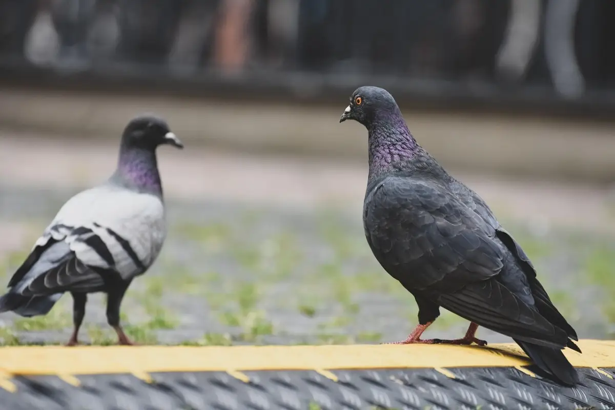Addio piccioni in giardino: il trucco a colori che li tiene lontani senza sforzi Addio piccioni in giardino: il trucco a colori che li tiene lontani senza sforzi