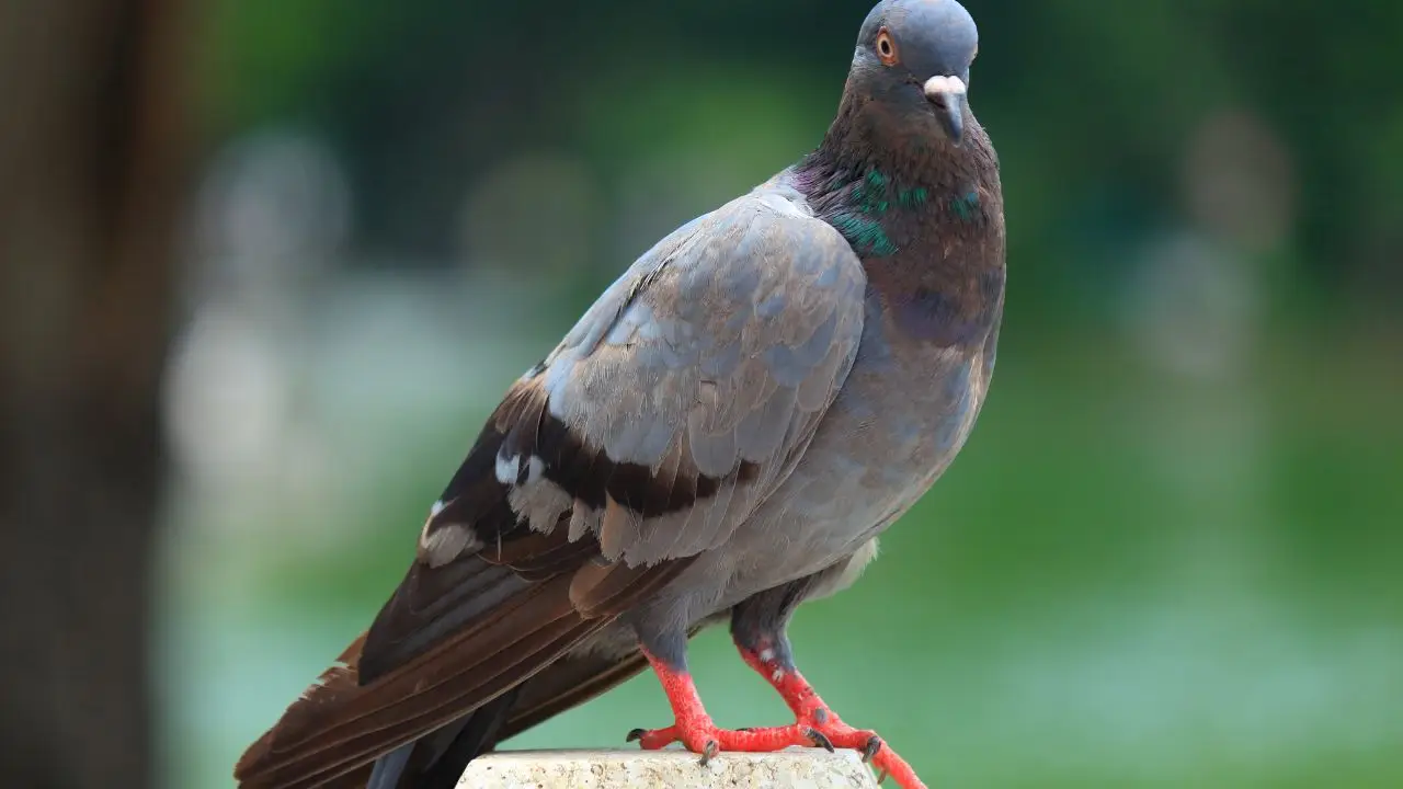 Addio piccioni in giardino: il trucco a colori che li tiene lontani senza sforzi Addio piccioni in giardino: il trucco a colori che li tiene lontani senza sforzi