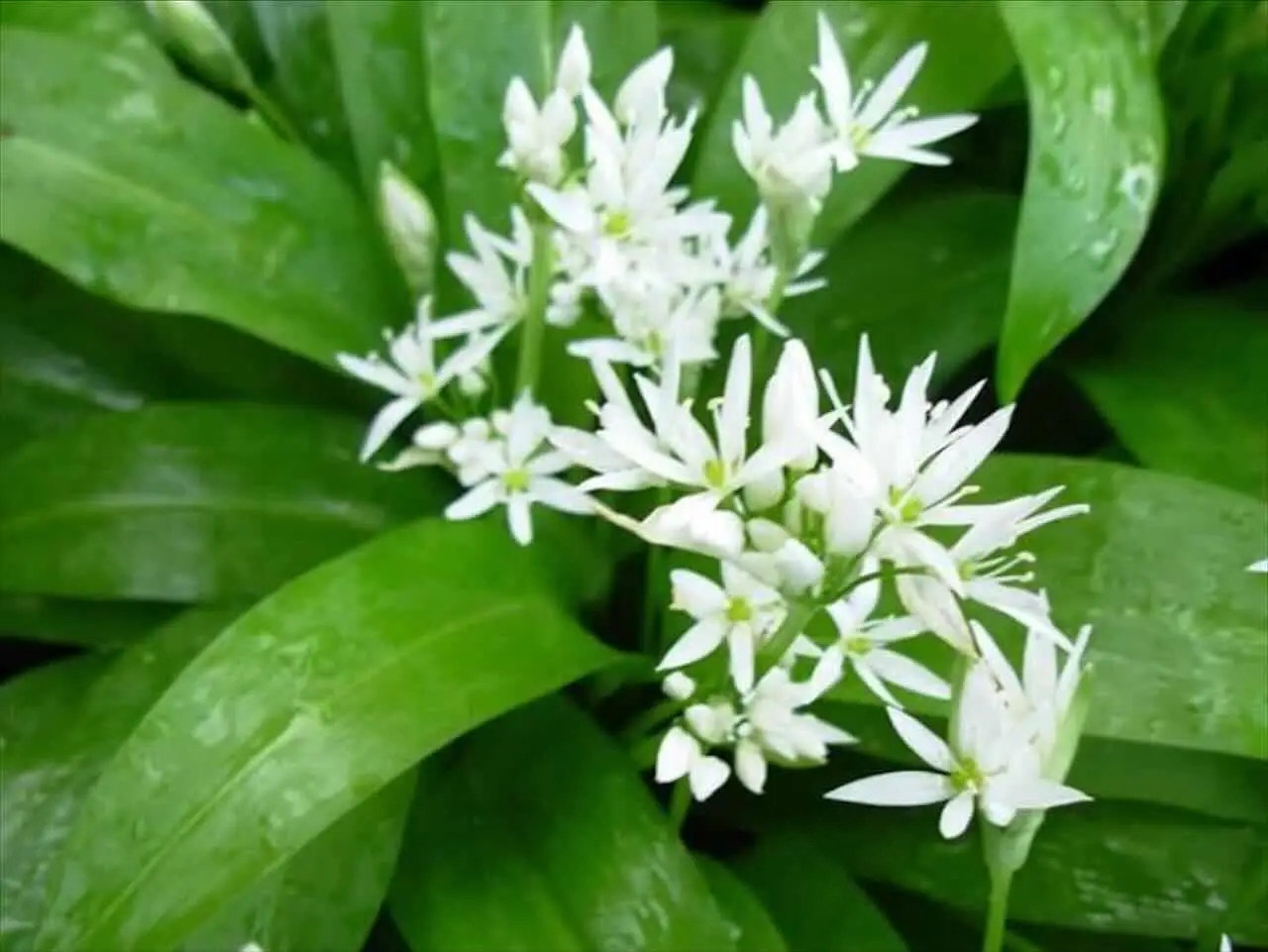 Aglio orsino nel giardino: la moda green che sta dilagando, assicurati di non essere l’ultimo a scoprirlo Aglio orsino nel giardino: la moda green che sta dilagando, assicurati di non essere l’ultimo a scoprirlo