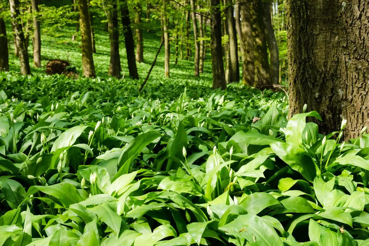 Aglio orsino nel giardino: la moda green che sta dilagando, assicurati di non essere l’ultimo a scoprirlo Aglio orsino nel giardino: la moda green che sta dilagando, assicurati di non essere l’ultimo a scoprirlo
