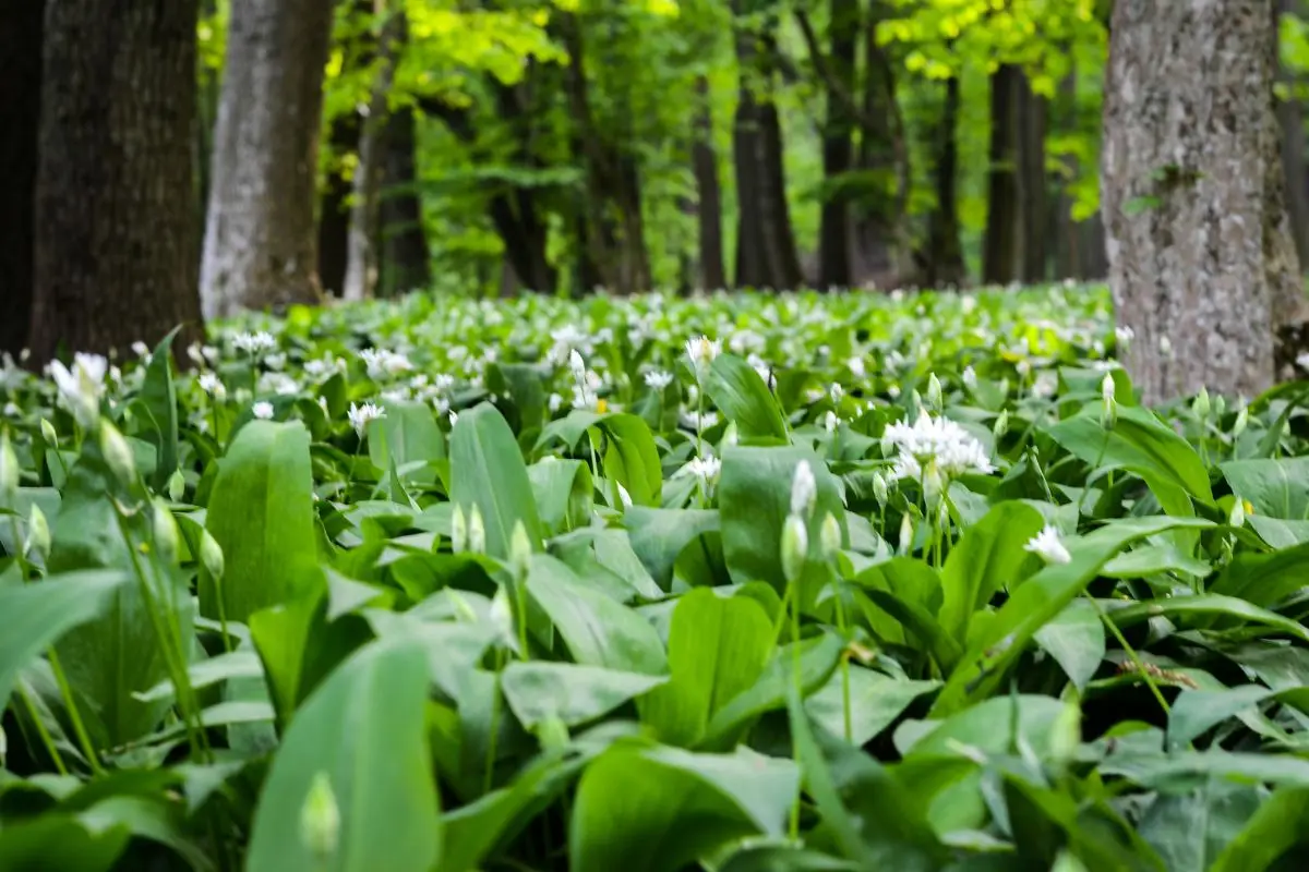 Aglio orsino nel giardino: la moda green che sta dilagando, assicurati di non essere l’ultimo a scoprirlo Aglio orsino nel giardino: la moda green che sta dilagando, assicurati di non essere l’ultimo a scoprirlo