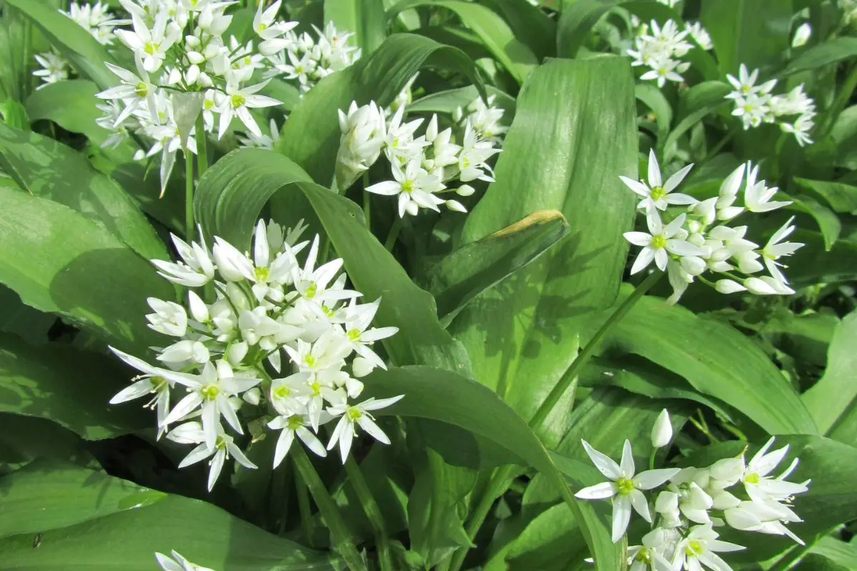 Aglio orsino nel giardino: la moda green che sta dilagando, assicurati di non essere l’ultimo a scoprirlo Aglio orsino nel giardino: la moda green che sta dilagando, assicurati di non essere l’ultimo a scoprirlo