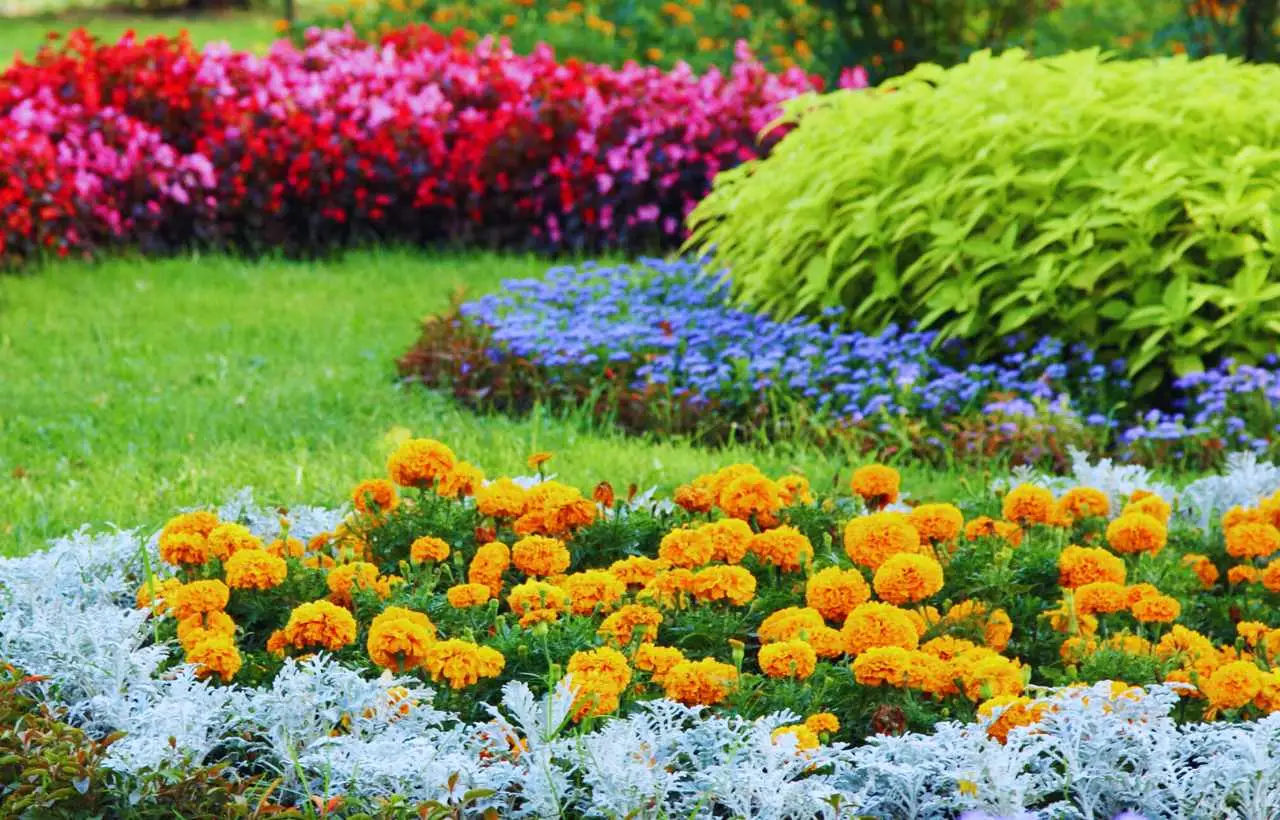 Aiuole perfette anche senza manutenzione: ecco le 7 perenni che fanno tutto da sole Aiuole perfette anche senza manutenzione: ecco le 7 perenni che fanno tutto da sole