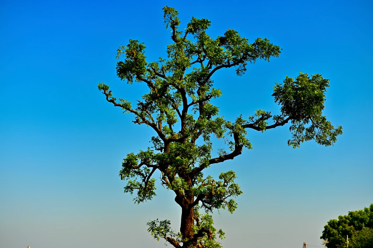 Albero che purifica l’aria con proprietà medicinali: ecco qual è Albero che purifica l’aria con proprietà medicinali: ecco qual è
