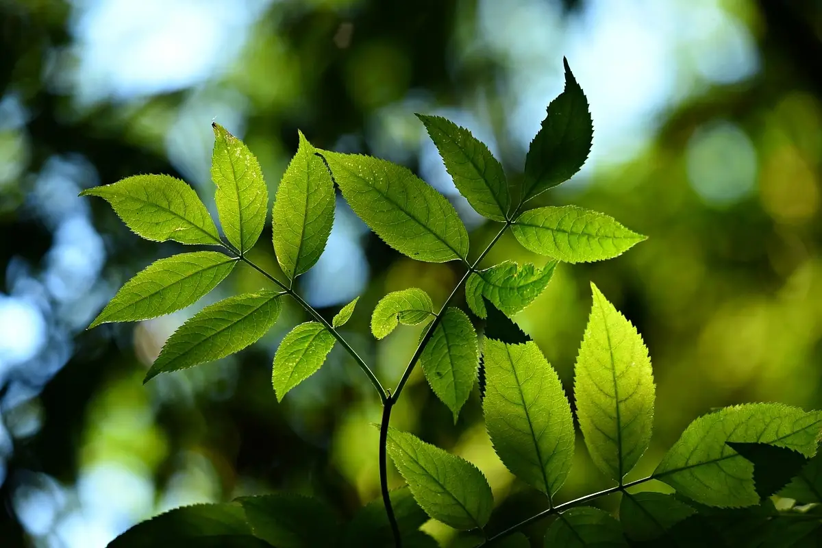 Albero che purifica l’aria con proprietà medicinali: ecco qual è Albero che purifica l’aria con proprietà medicinali: ecco qual è