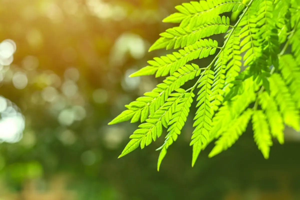 Albero che purifica l’aria con proprietà medicinali: ecco qual è Albero che purifica l’aria con proprietà medicinali: ecco qual è