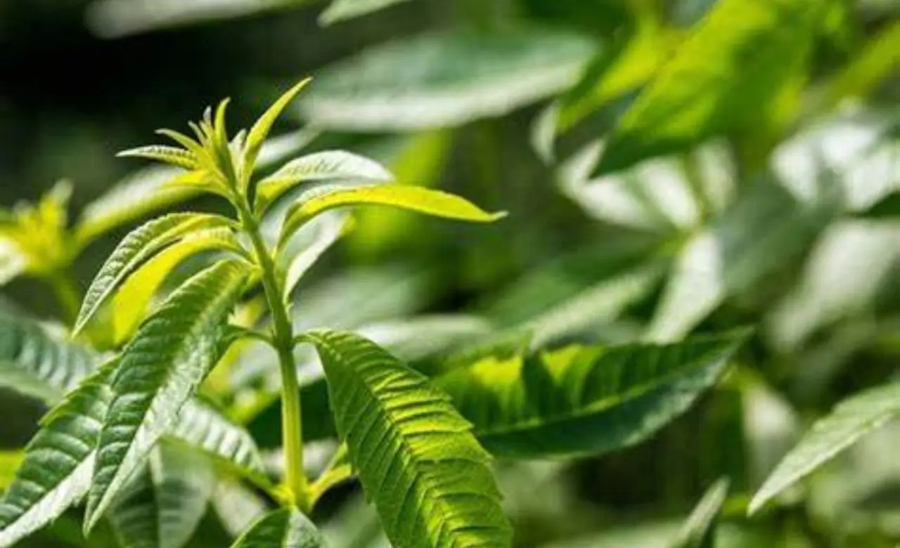 Albero che purifica l’aria con proprietà medicinali: ecco qual è Albero che purifica l’aria con proprietà medicinali: ecco qual è