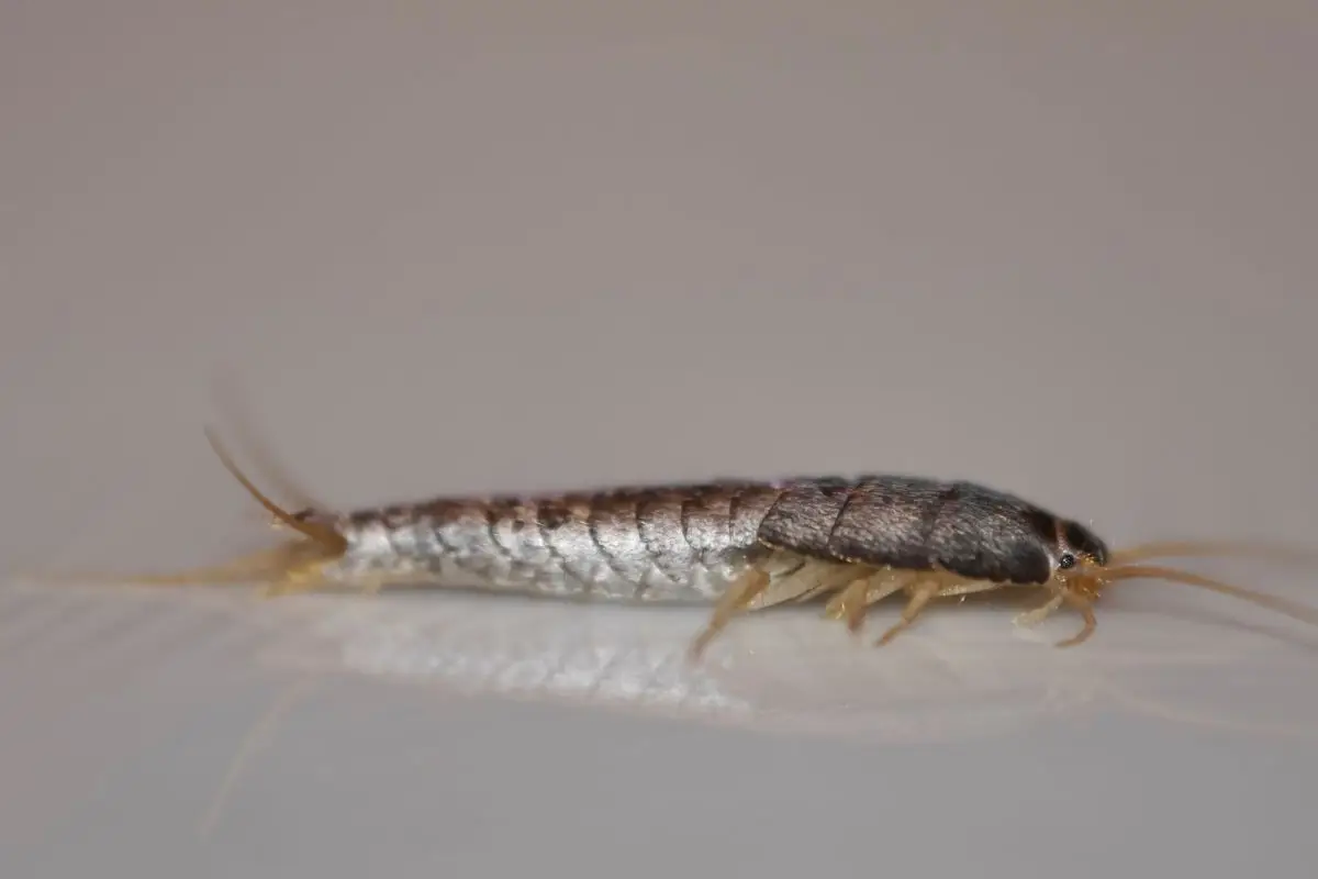 Allerta pesciolini d’argento: la loro presenza in casa indica che… Allerta pesciolini d’argento: la loro presenza in casa indica che…