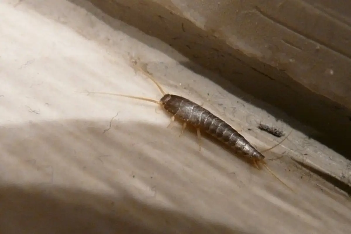 Allerta pesciolini d’argento: la loro presenza in casa indica che… Allerta pesciolini d’argento: la loro presenza in casa indica che…