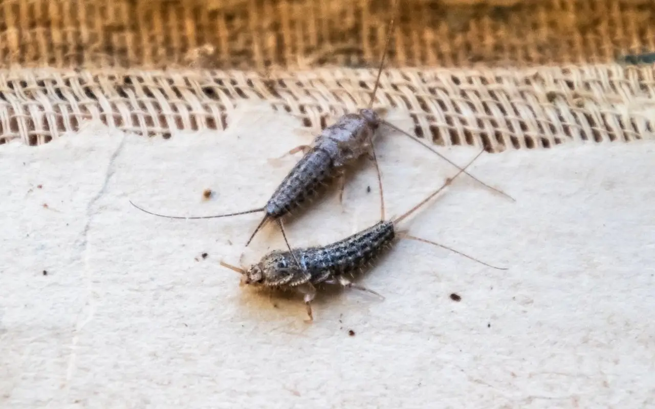 Allerta pesciolini d’argento: la loro presenza in casa indica che… Allerta pesciolini d’argento: la loro presenza in casa indica che…