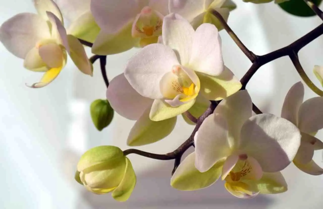 Come annaffiare le orchidee: il metodo giapponese Come annaffiare le orchidee: il metodo giapponese