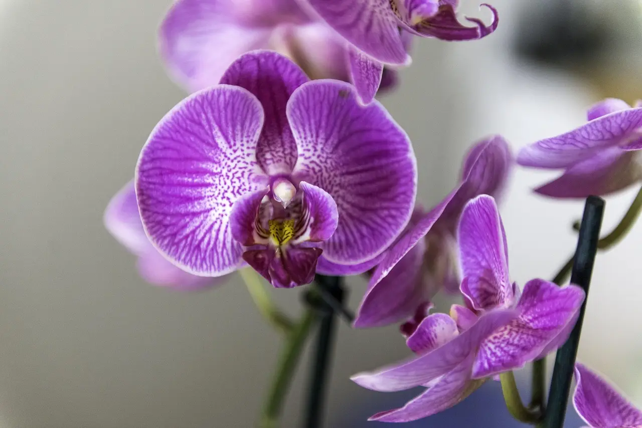 Come annaffiare le orchidee: il metodo giapponese Come annaffiare le orchidee: il metodo giapponese