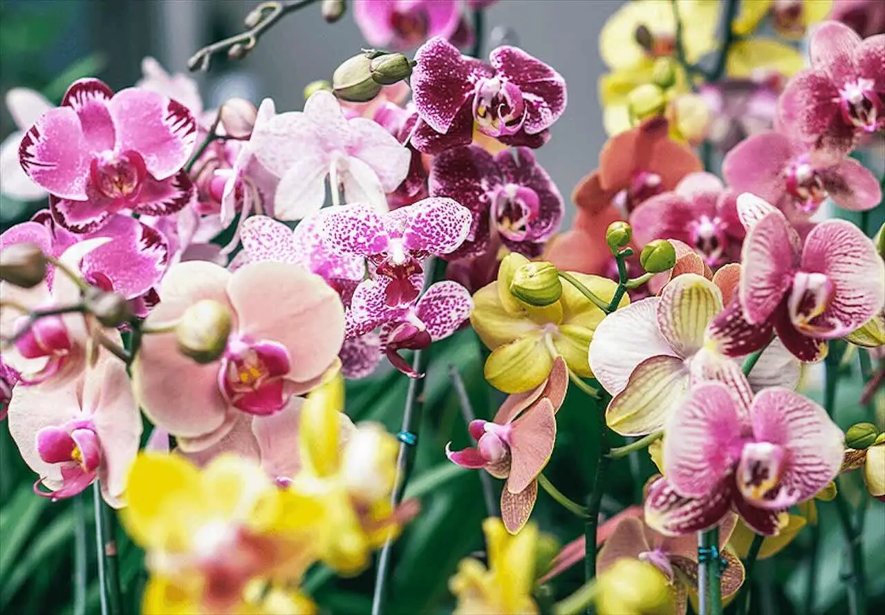 Come annaffiare le orchidee: il metodo giapponese Come annaffiare le orchidee: il metodo giapponese