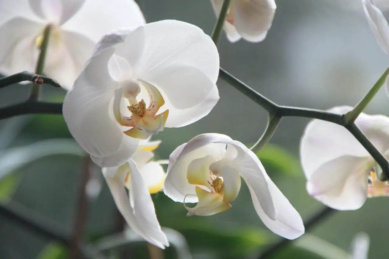Come annaffiare le orchidee: il metodo giapponese Come annaffiare le orchidee: il metodo giapponese