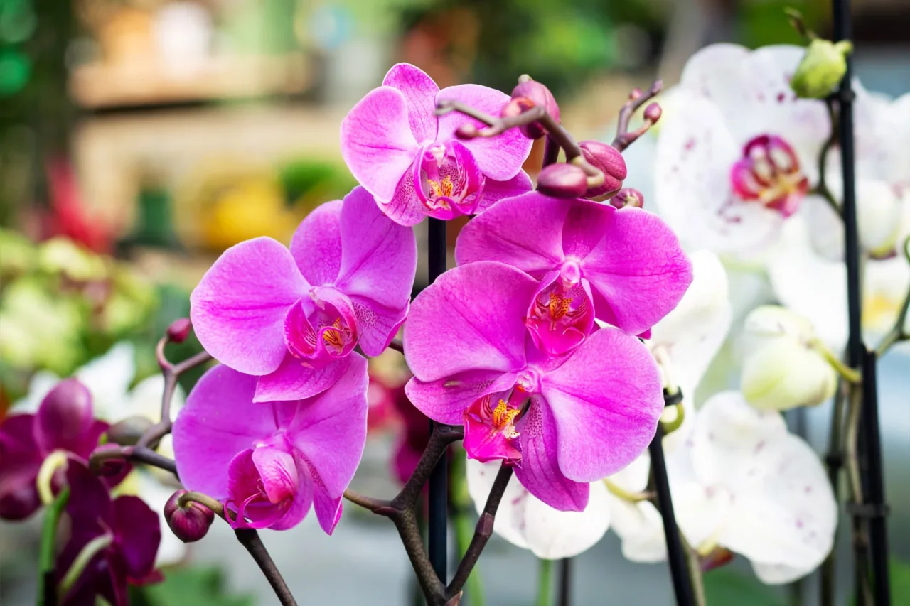 Come annaffiare le orchidee: il metodo giapponese Come annaffiare le orchidee: il metodo giapponese