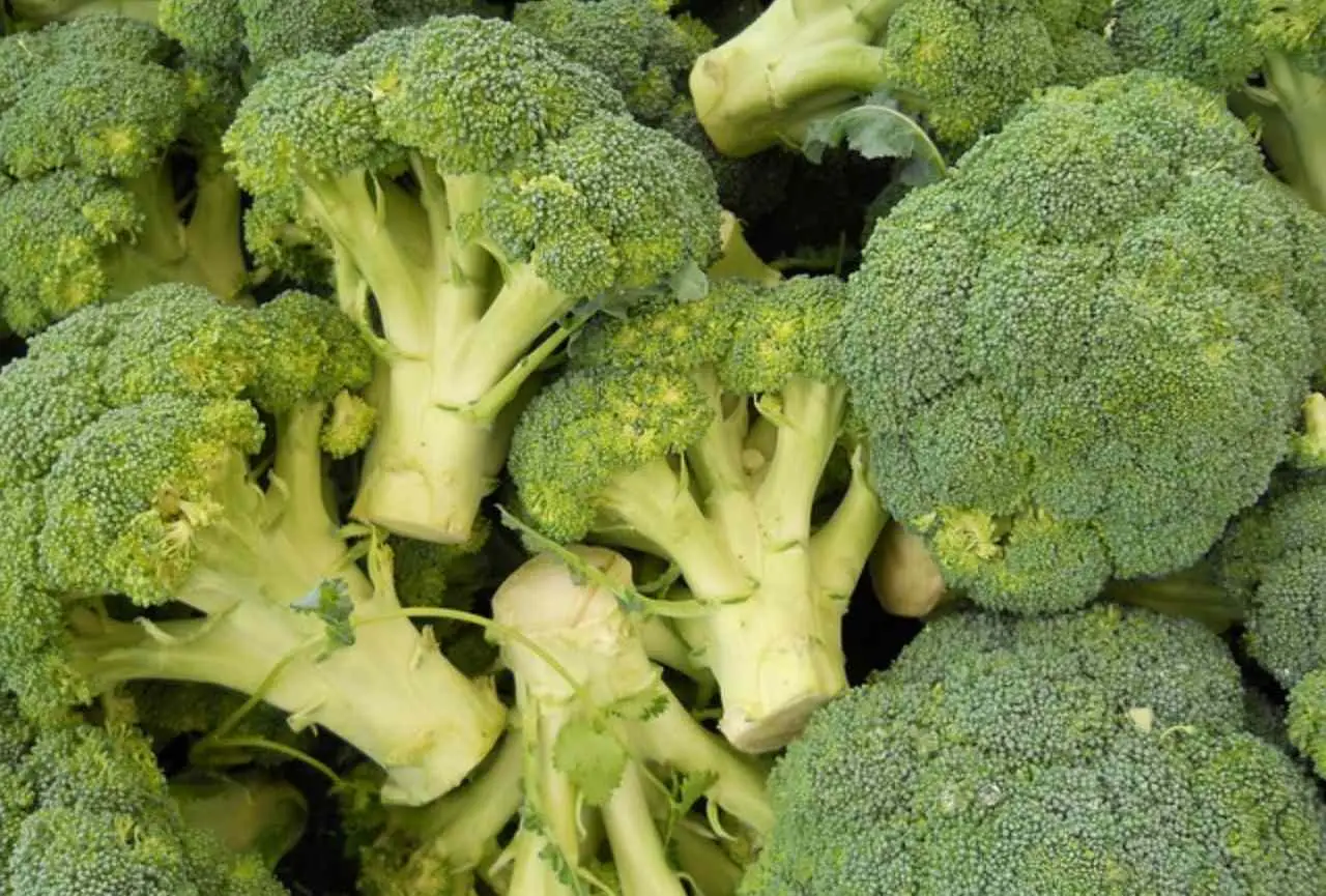 Broccoli: ecco il beneficio anticancro che la scienza ha ufficialmente confermato Broccoli: ecco il beneficio anticancro che la scienza ha ufficialmente confermato