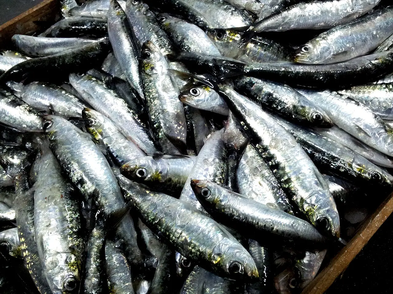 Come congelare pesce azzurro senza rovinare il sapore Come congelare pesce azzurro senza rovinare il sapore