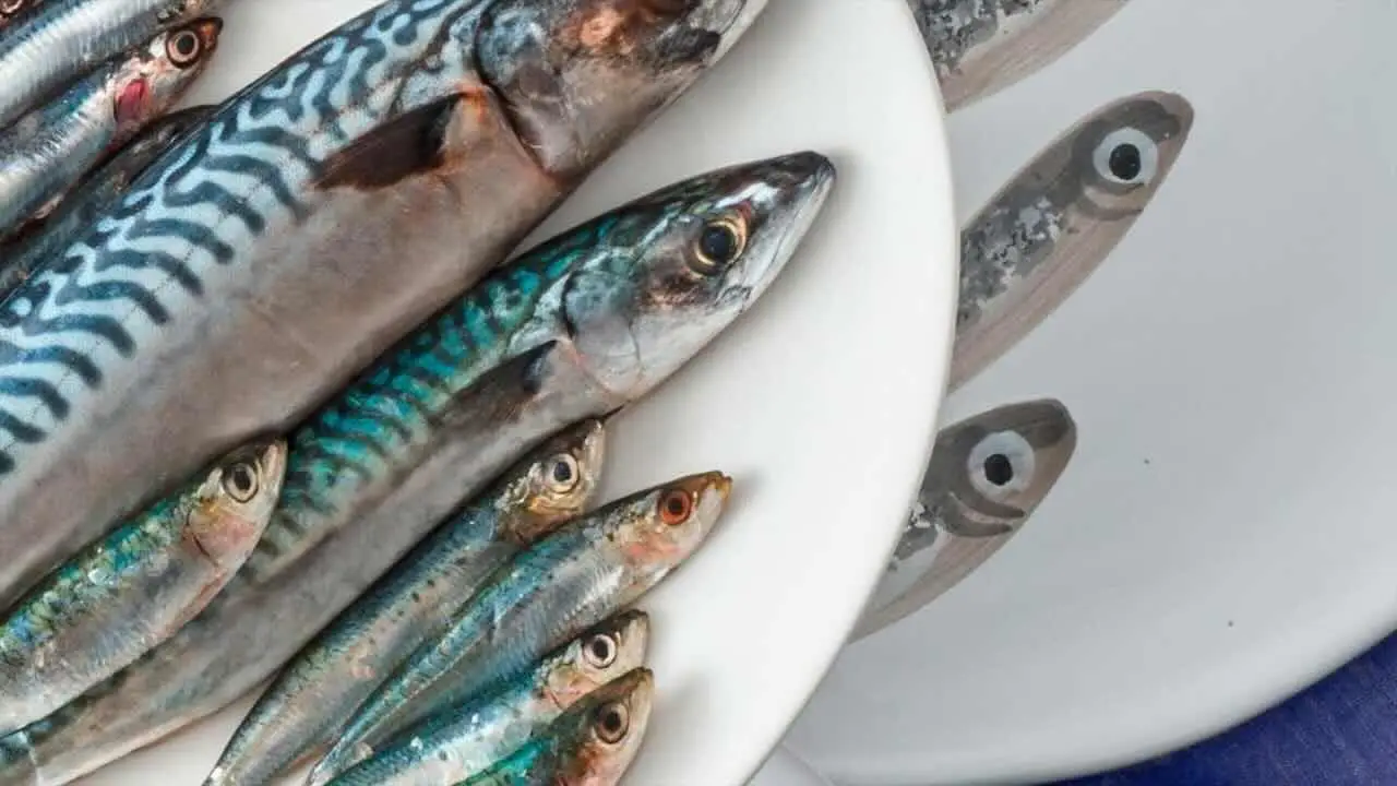Come congelare pesce azzurro senza rovinare il sapore Come congelare pesce azzurro senza rovinare il sapore