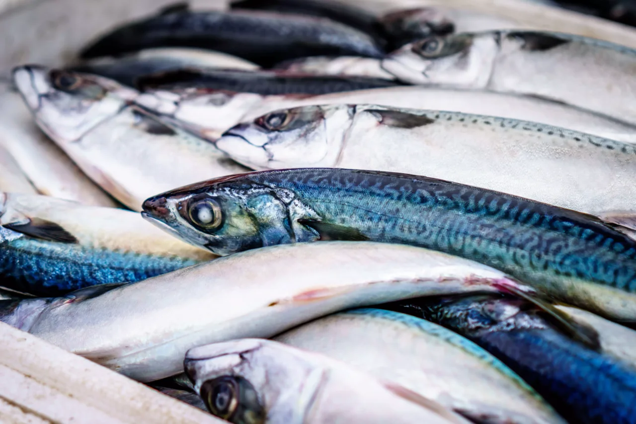 Come congelare pesce azzurro senza rovinare il sapore Come congelare pesce azzurro senza rovinare il sapore