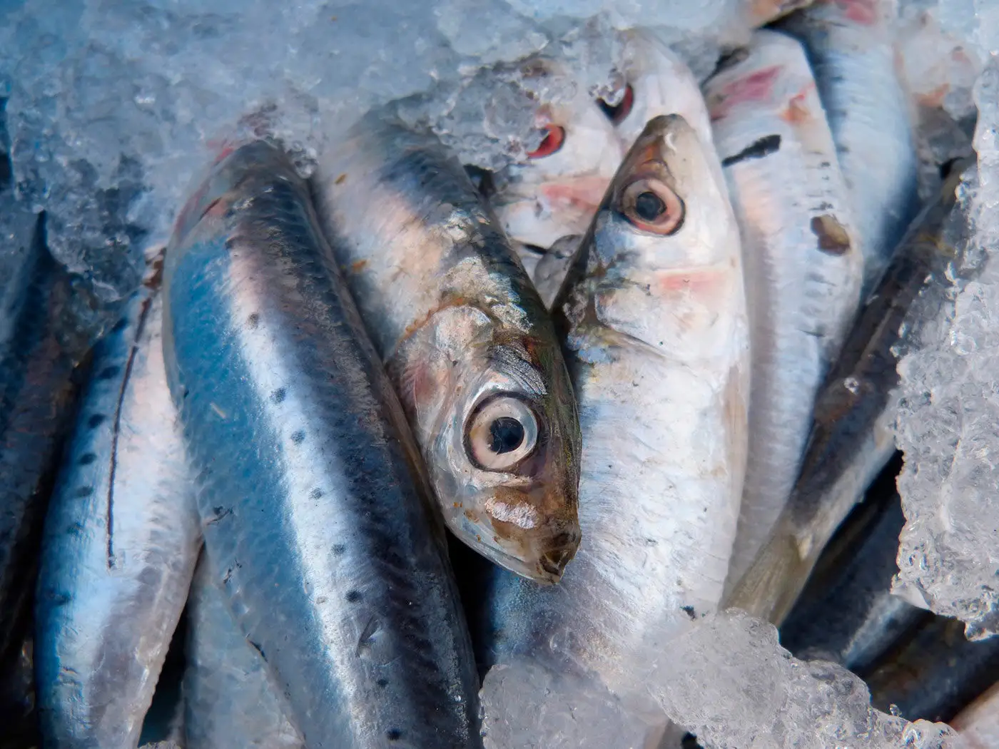 Come congelare pesce azzurro senza rovinare il sapore Come congelare pesce azzurro senza rovinare il sapore