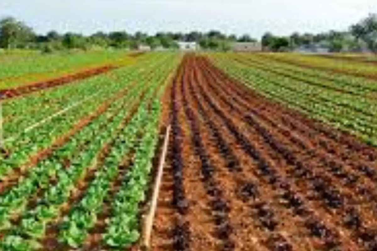 Valore terreno agricolo: ecco cosa cambia con le nuove normative Valore terreno agricolo: ecco cosa cambia con le nuove normative