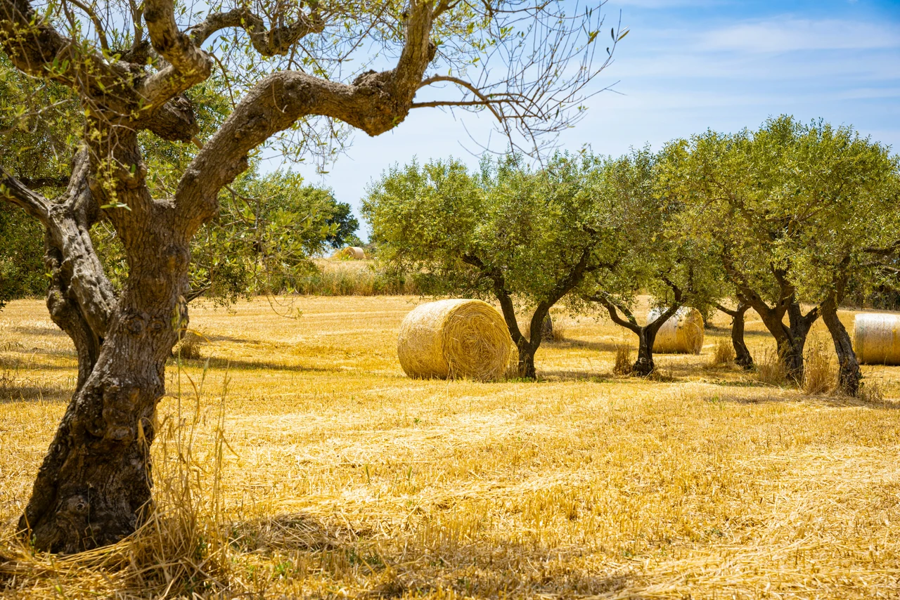 Valore terreno agricolo: ecco cosa cambia con le nuove normative Valore terreno agricolo: ecco cosa cambia con le nuove normative
